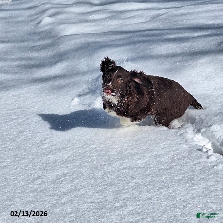 English Springer Spaniel dogs Duke - Ad 2