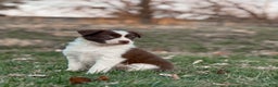 Border Collie dogs for sale: Cadillac   - Ad 2