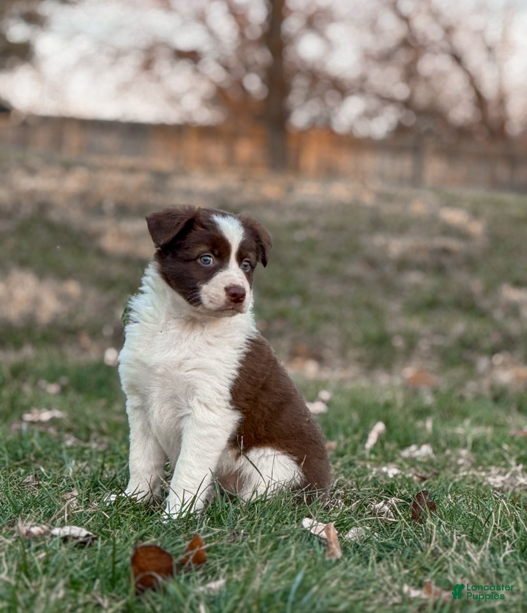 Border Collie dogs for sale: Cadillac   - Ad 2