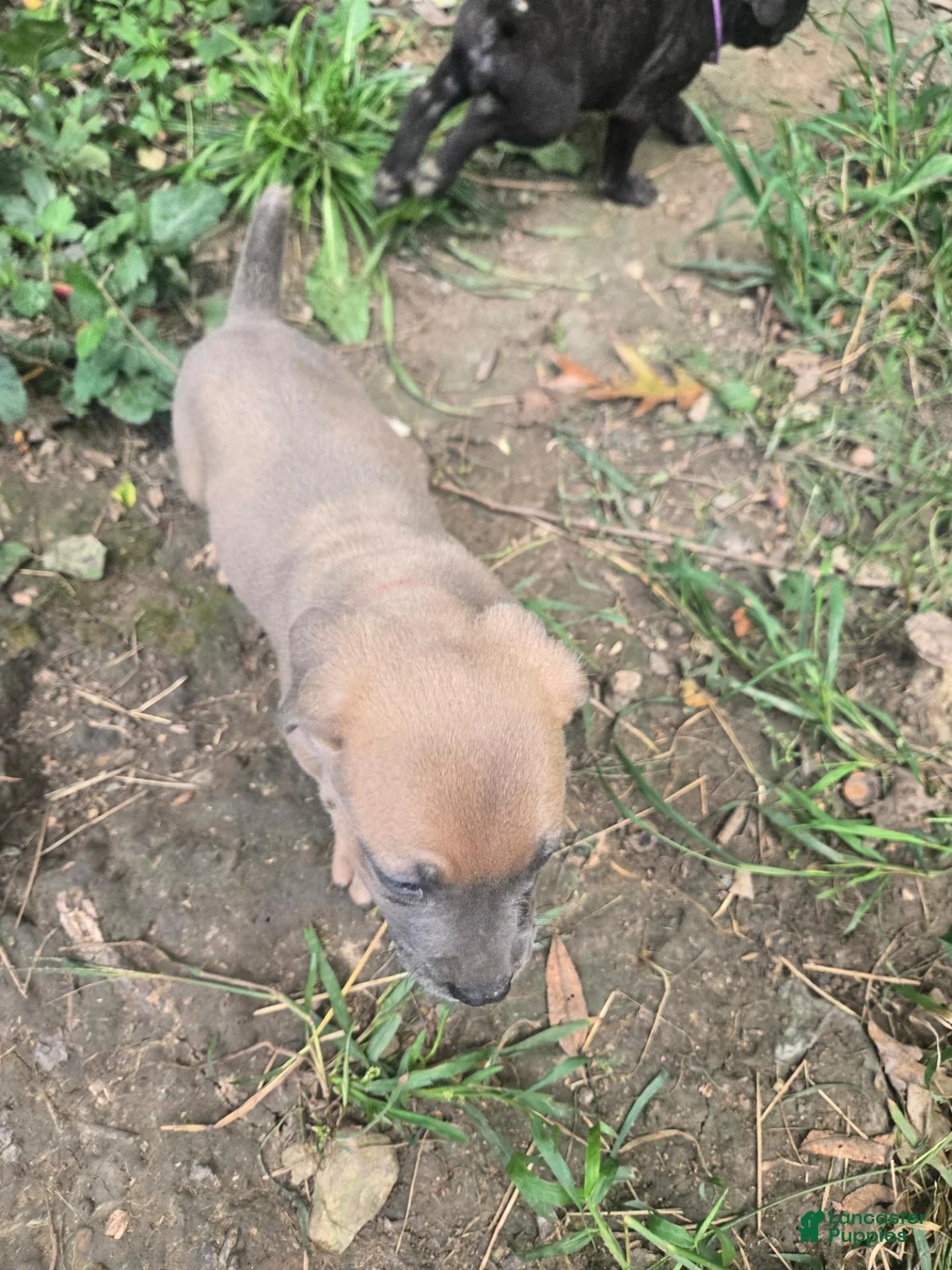 Cane Corso dogs for sale: Cane Corso 1 - Ad 19