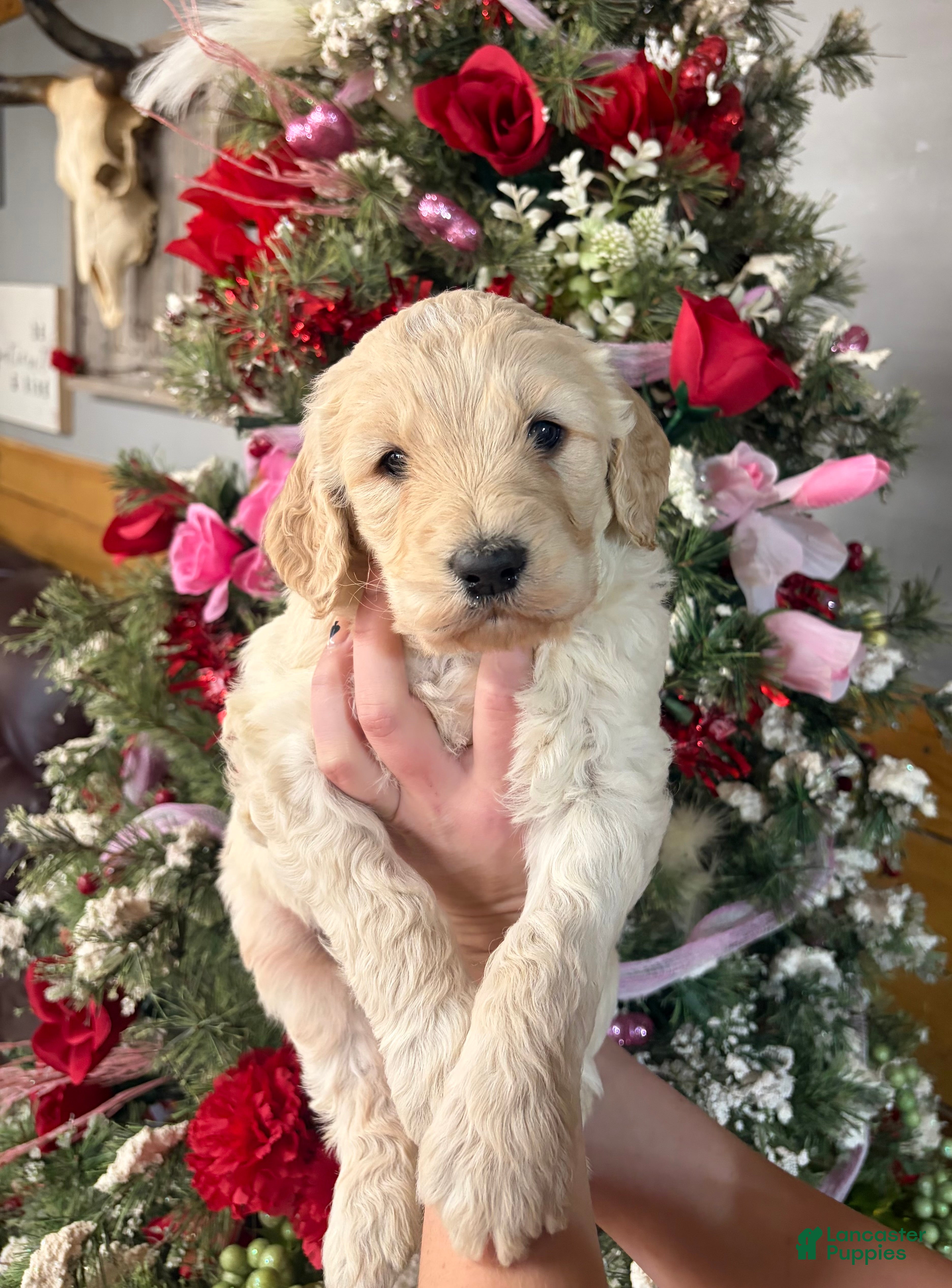 Goldendoodle dogs Goldendoodle Puppy 1 - Ad 40
