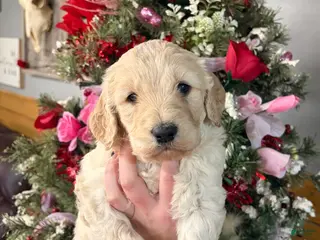 Goldendoodle dogs Goldendoodle Puppy 1 - Ad 40