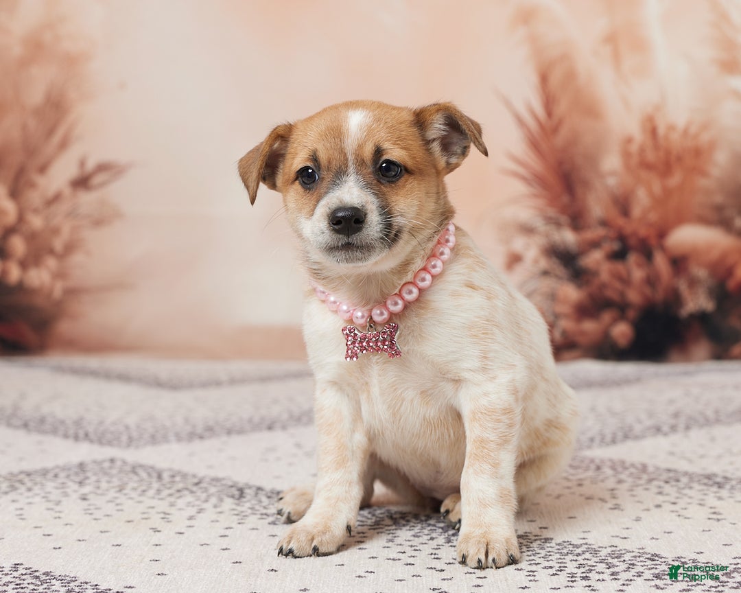 Australian Cattle Dog dogs for sale: Abby - Ad 1