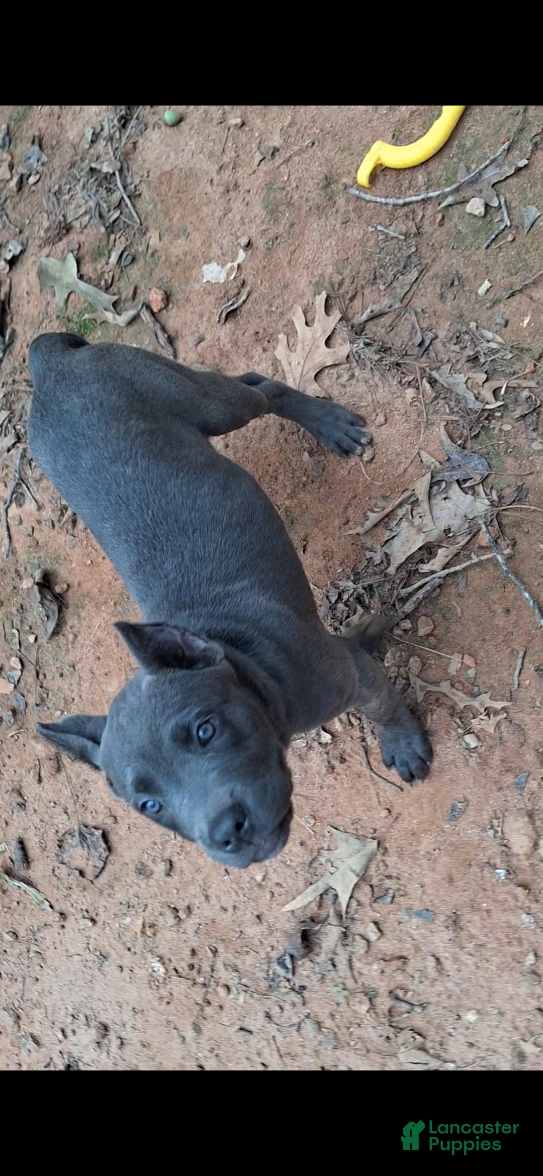 Cane Corso dogs Cane Corso 2 - Ad 42