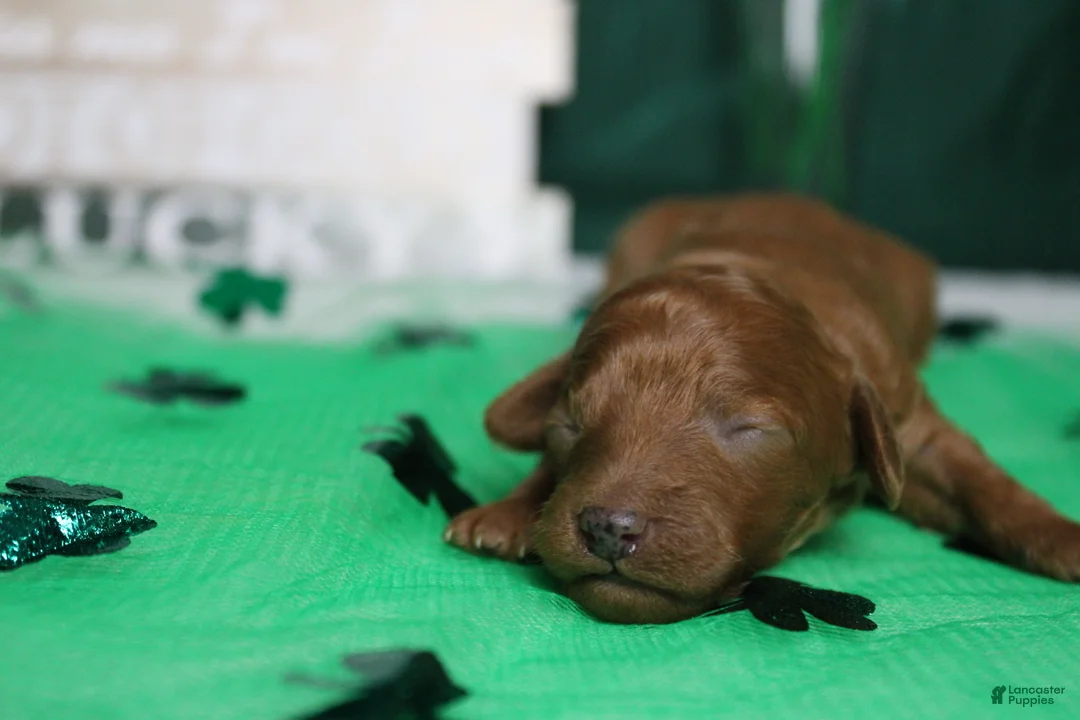 Miniature Poodle dogs for sale: Katie  - Ad 7