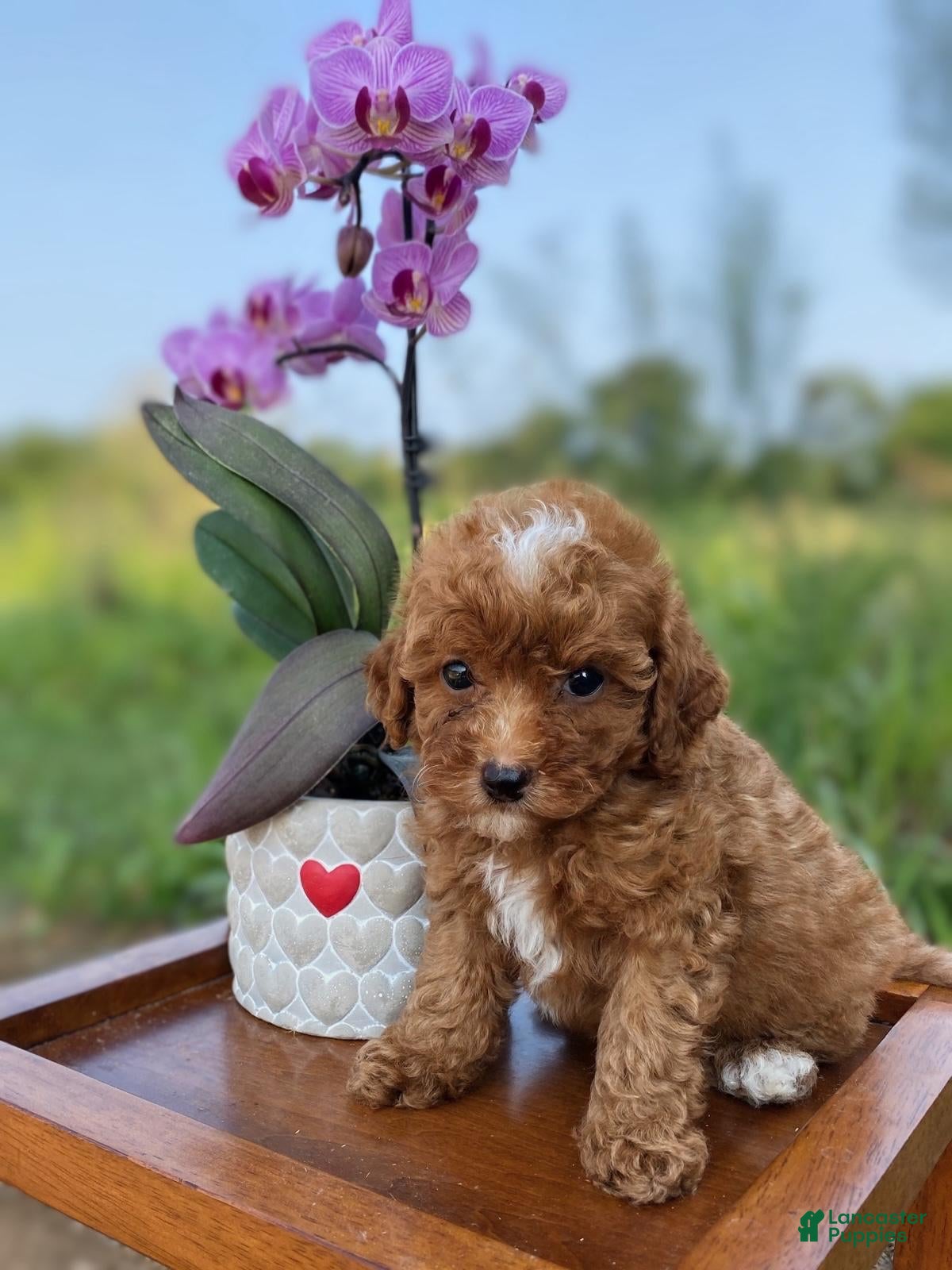 Miniature Poodle dogs Odessa  - Ad 1