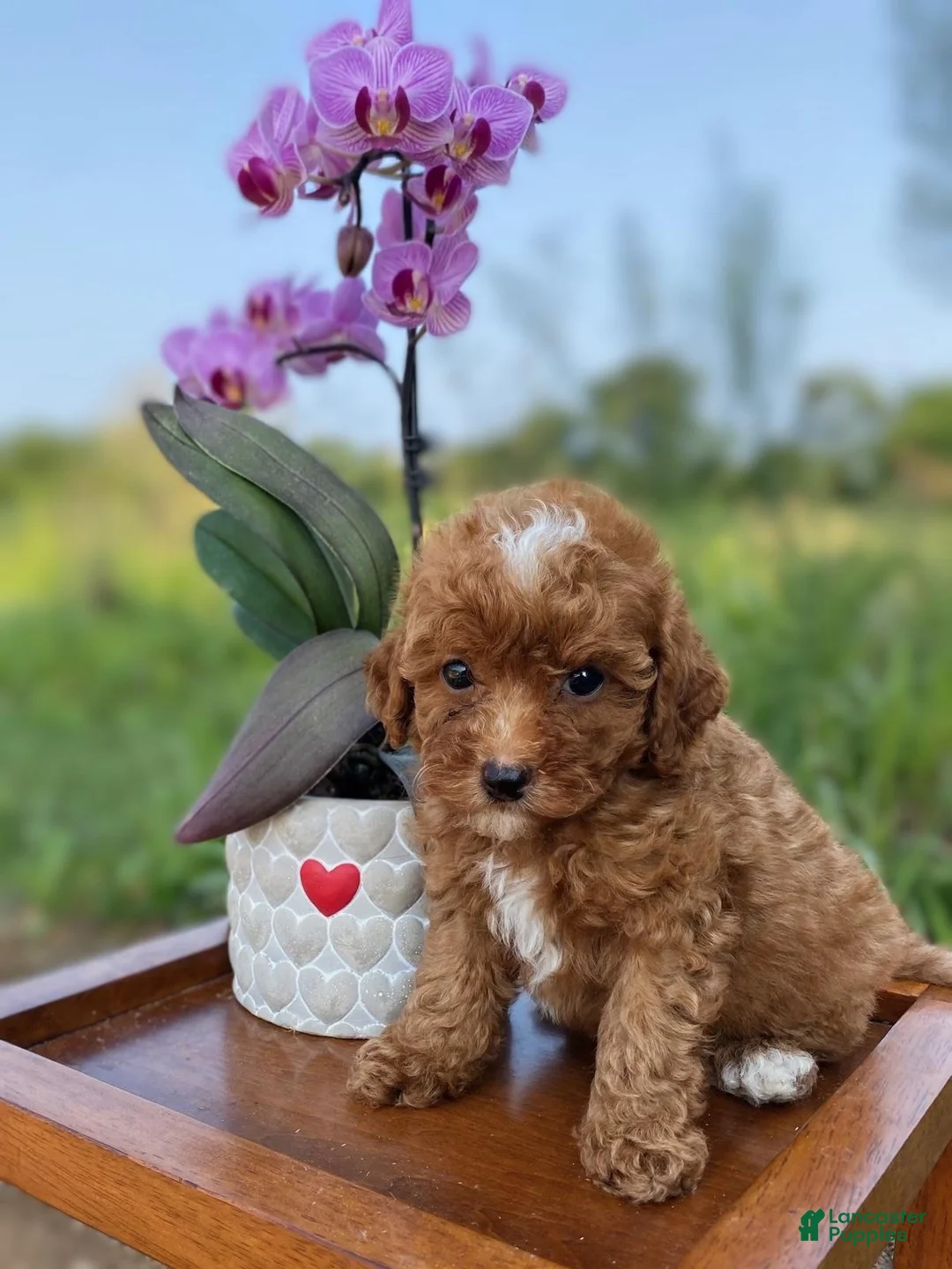 Miniature Poodle dogs for sale: Odessa  - Ad 1