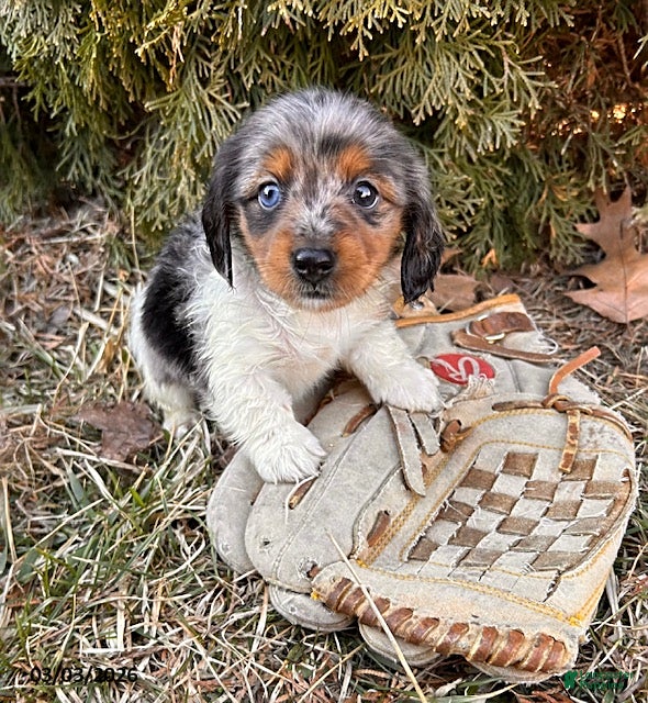 Dachshund dogs Coconut - Ad 2