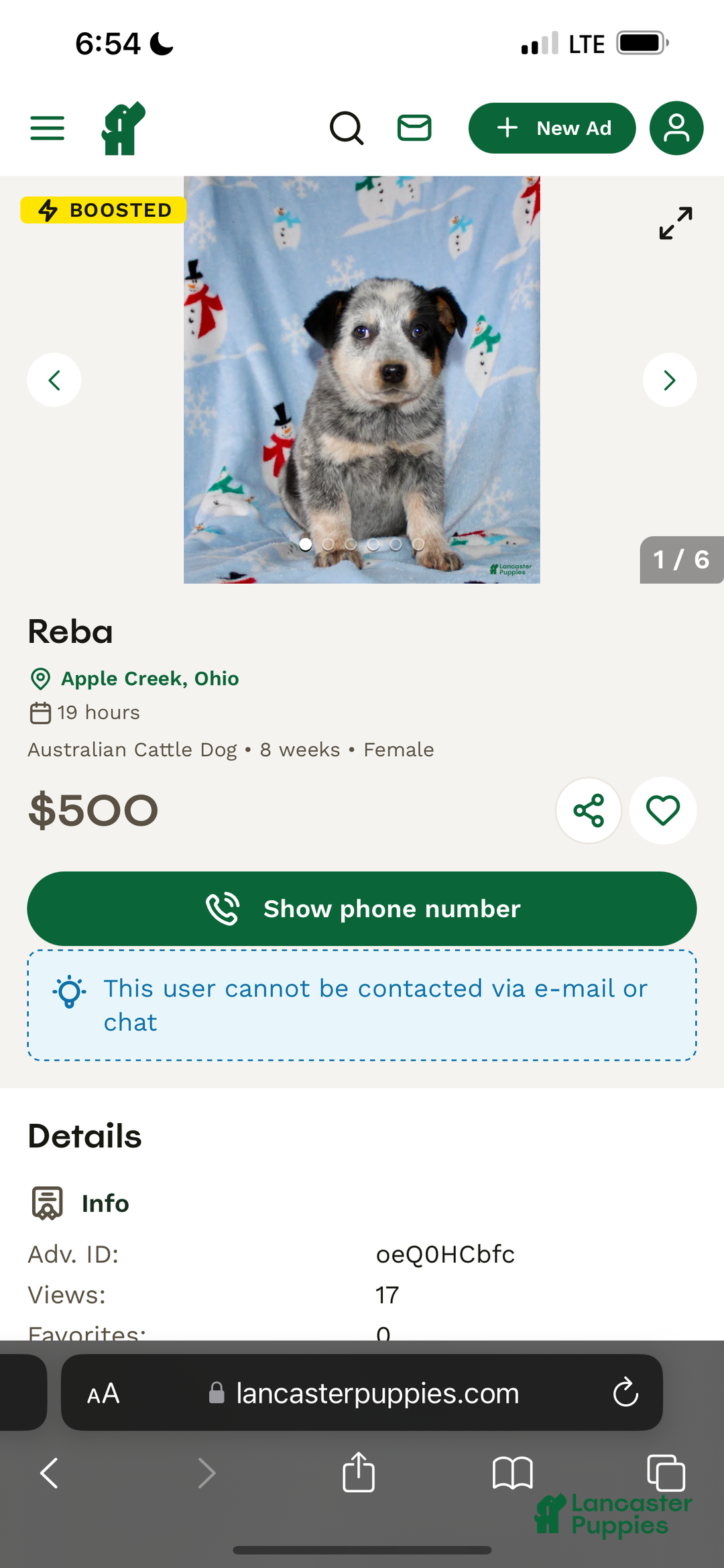 German Shepherd dogs for sale: Duncan - Ad 9