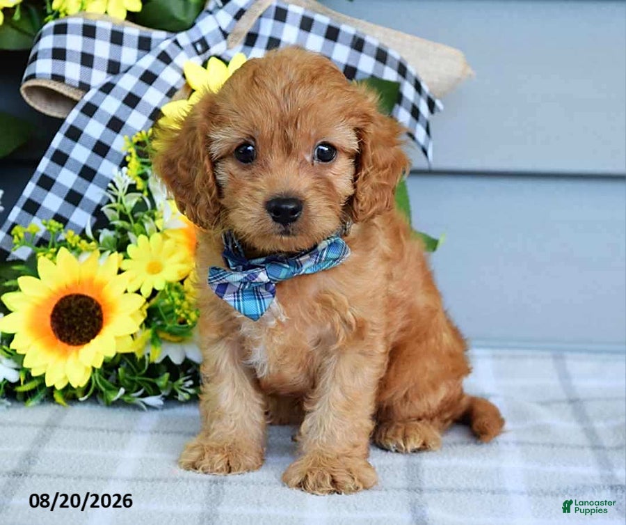 Cavapoo dogs Tanner - Ad 1