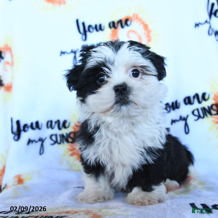 Shih Tzu dogs Coco - Ad 1