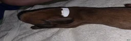 Redbone Coonhound dogs for sale: Redbone Coonhound 1(white/brown)) - Ad 11
