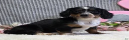 Miniature Dachshund dogs for sale: Elsa - Ad 6