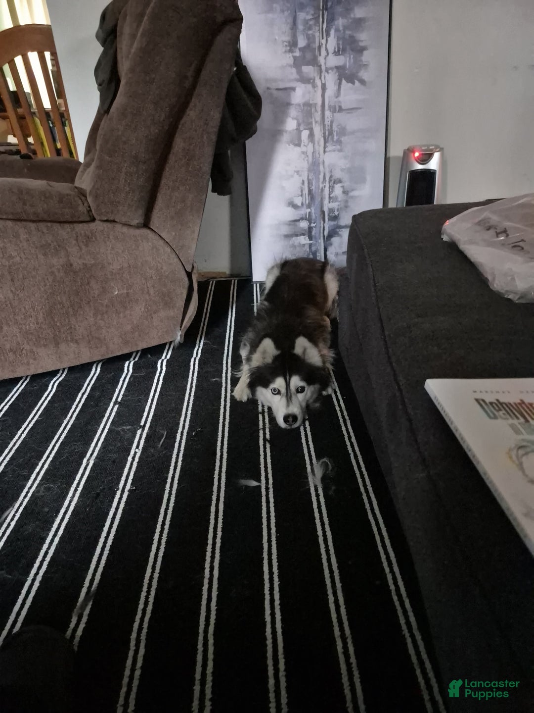 Alaskan Husky dogs for sale: Alaskan Husky Puppy 1 - Ad 4