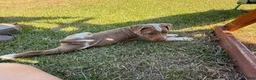 Catahoula Leopard Dog dogs for sale: Crossbow “Bow” aka Daisy  - Ad 5