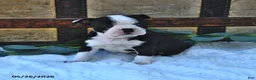 Boston Terrier dogs for sale: Bella   - Ad 2