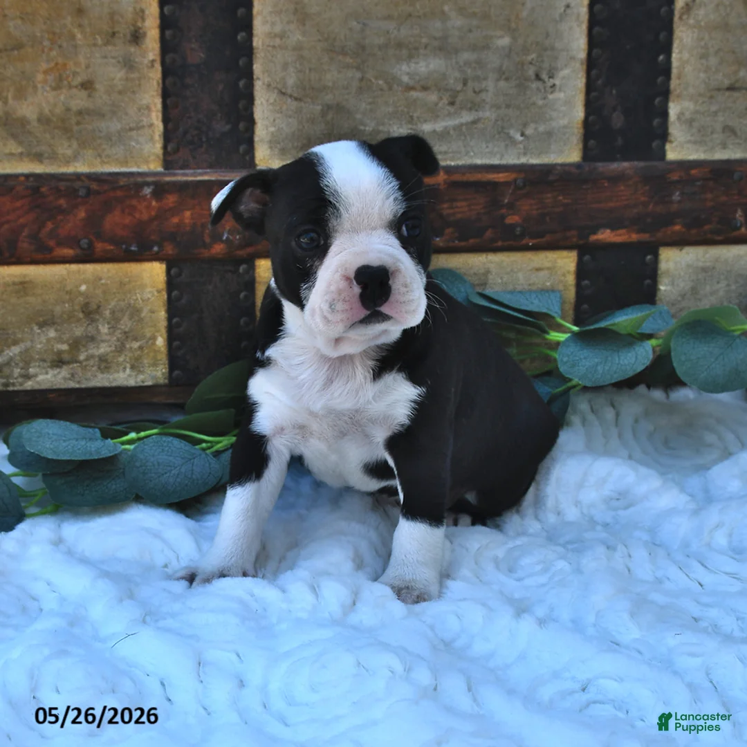 Boston Terrier dogs for sale: Bella   - Ad 2