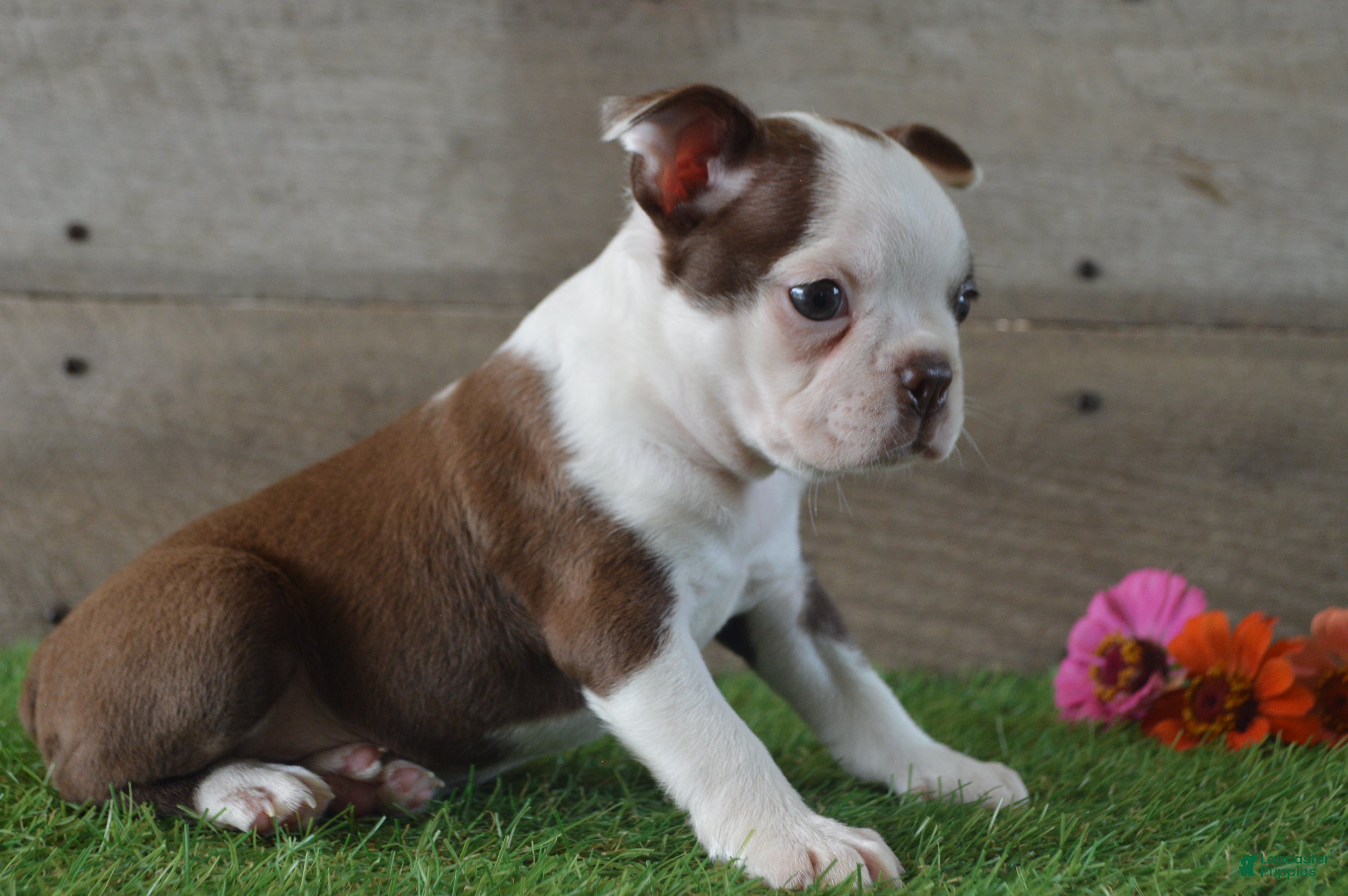 Boston Terrier dogs Brandon - Ad 2