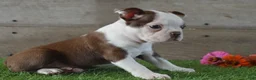 Boston Terrier dogs for sale: Brandon - Ad 2