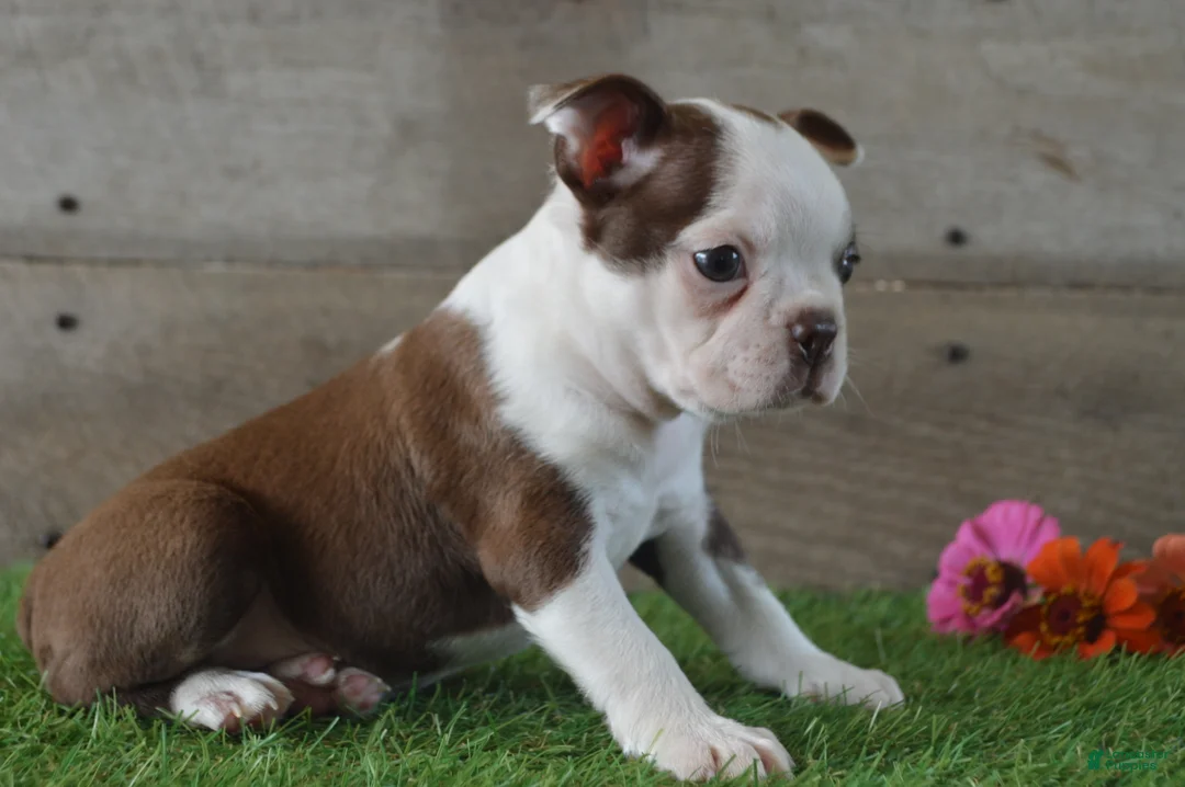 Boston Terrier dogs for sale: Brandon - Ad 2