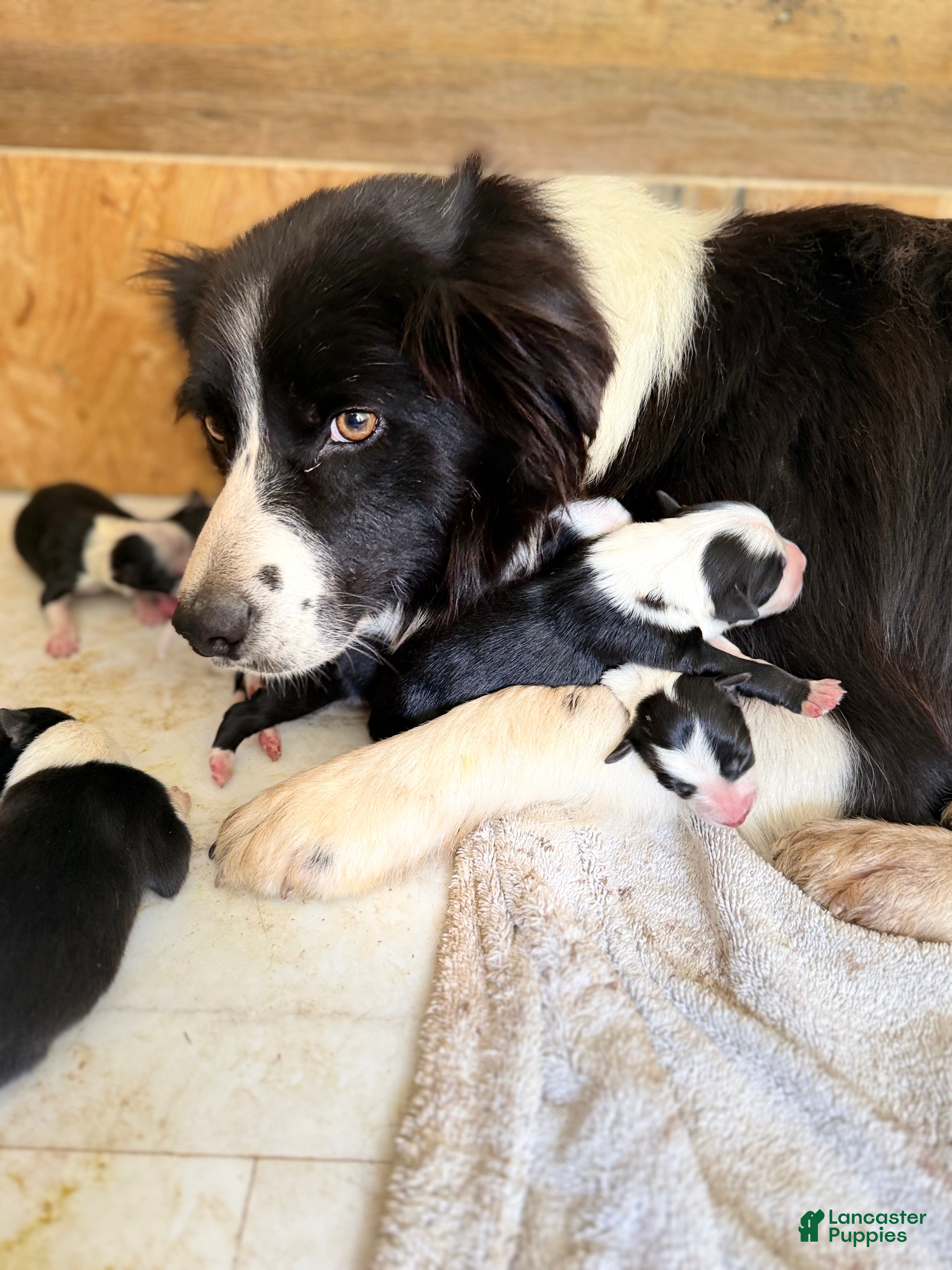 Border Collie dogs for sale: Border Collie 4 - Ad 4