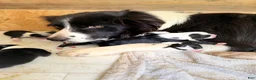 Border Collie dogs for sale: Border Collie 4 - Ad 1