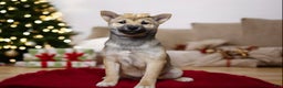 Shiba Inu dogs for sale: Janey - Ad 1