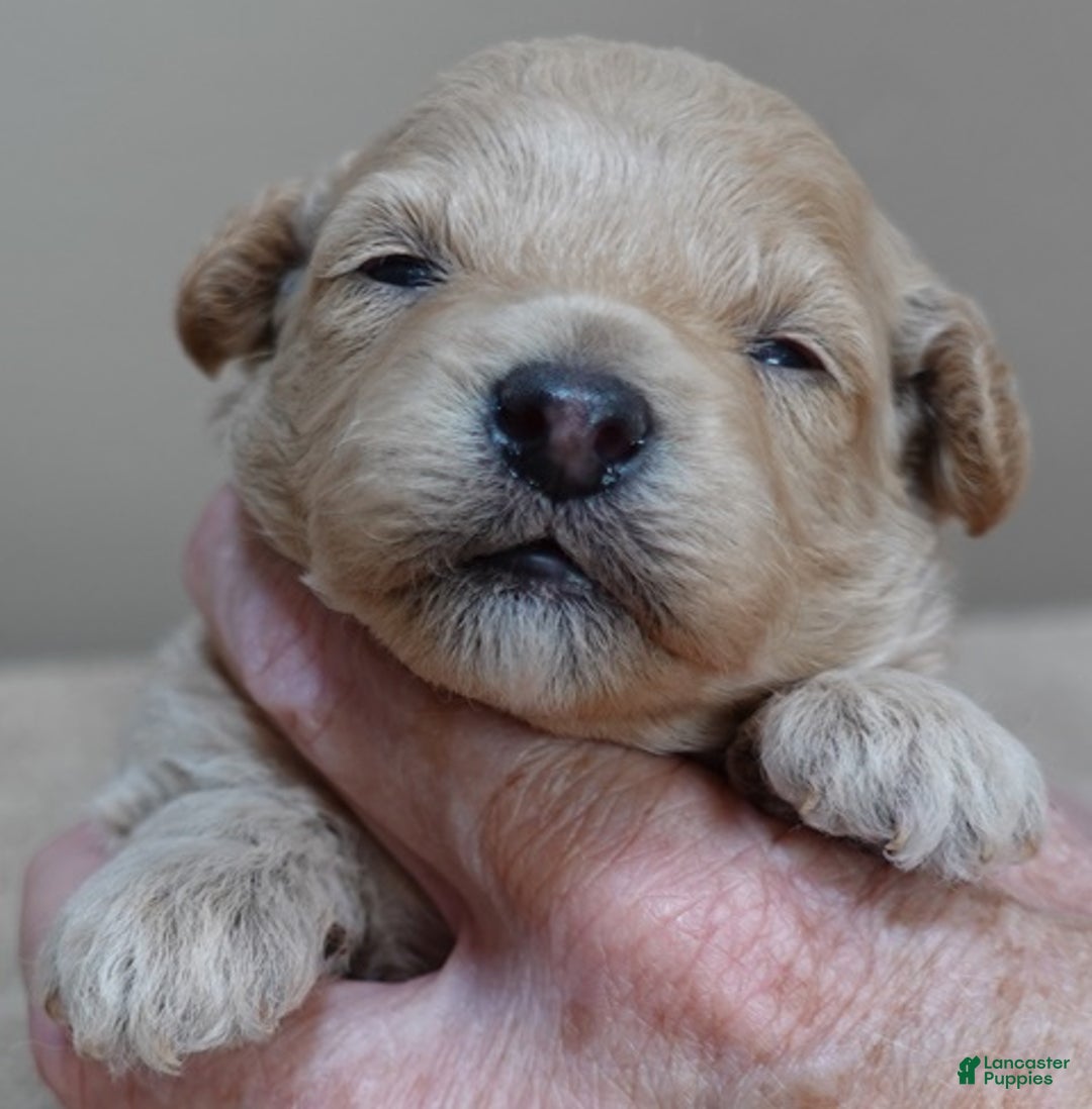 Toy Poodle dogs for sale: Ellie shimmering champagne - Ad 10