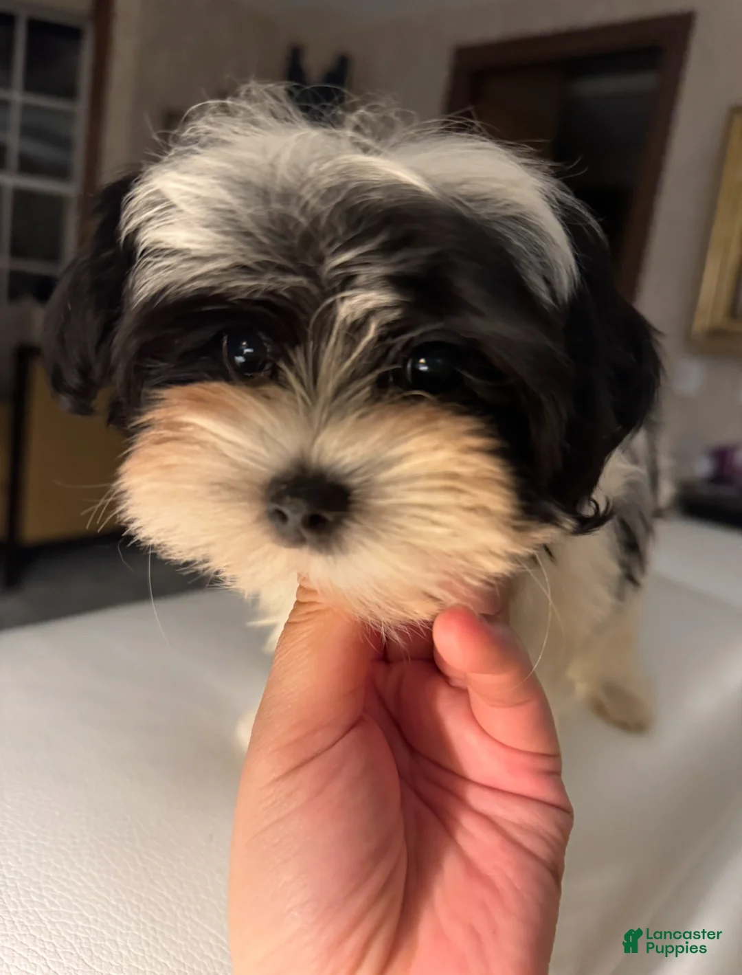 Morkie dogs for sale: Arlo - Ad 3