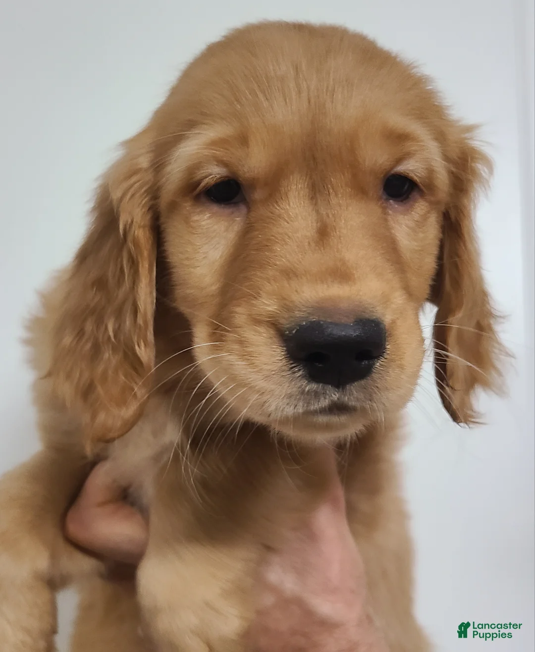 Golden Retriever dogs for sale: Bobby - Ad 1