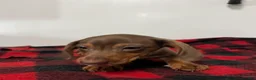 Miniature Dachshund dogs for sale: Gunther  - Ad 3