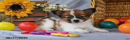 Papillon dogs for sale: Trooper - Ad 5