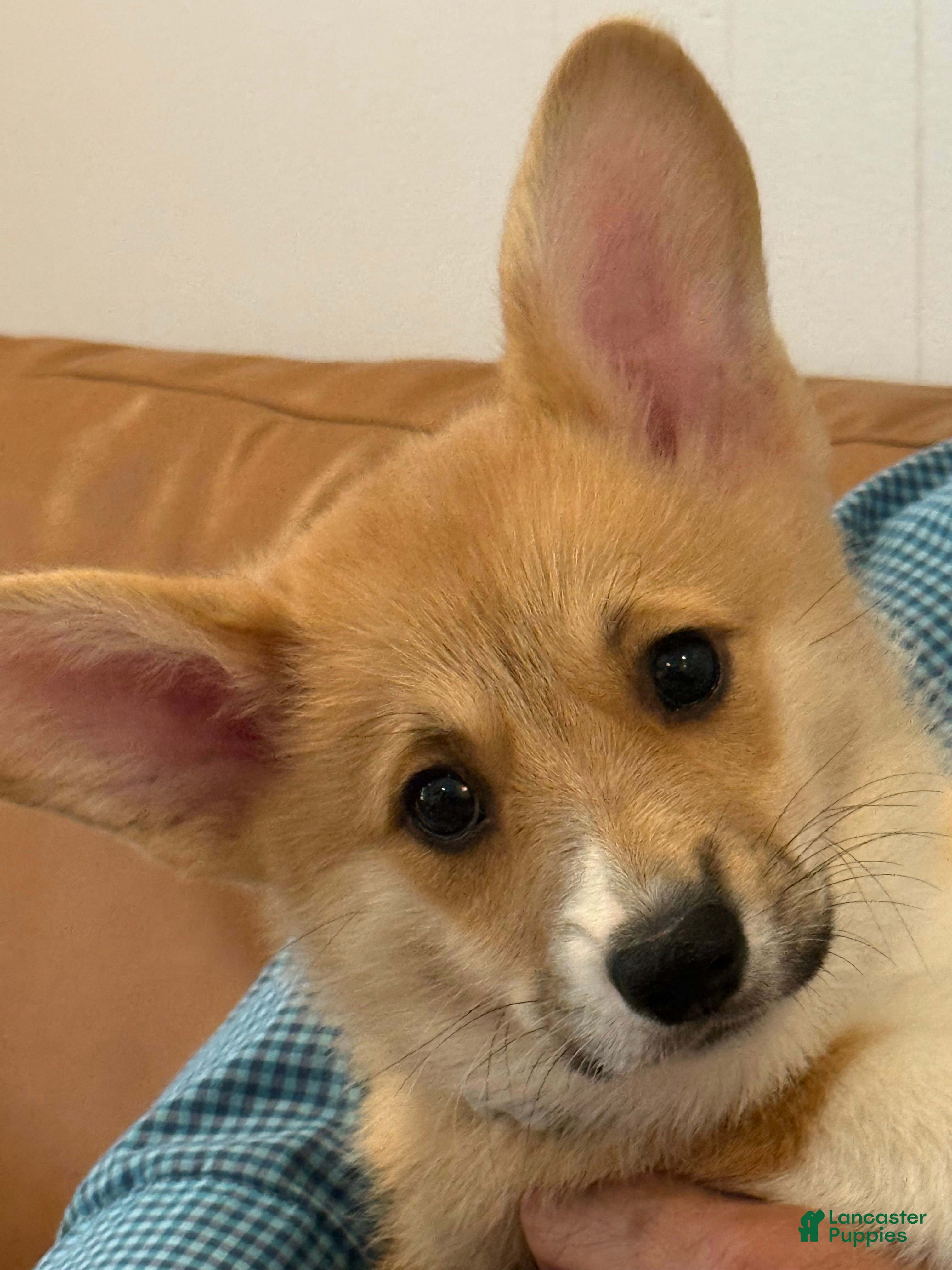 Welsh Corgi Pembroke dogs Bruno (Purple Collar) - Ad 2