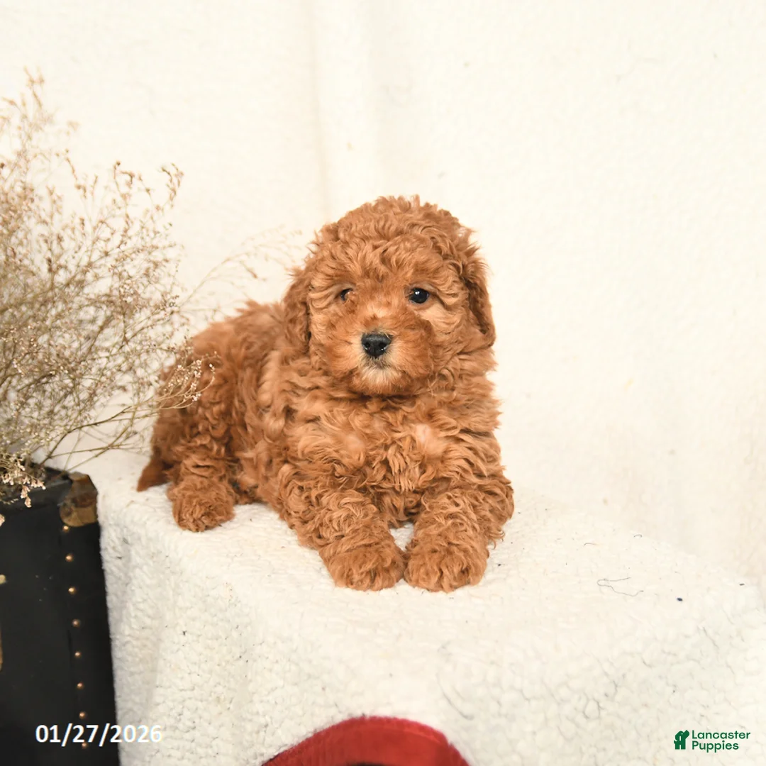 Miniature Poodle dogs for sale: Angel - Ad 3