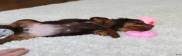 Miniature Dachshund dogs for sale: Olivia - Ad 6