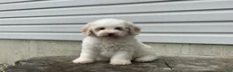 Miniature Poodle dogs for sale: Dazzler Miniature Poodle  - Ad 5