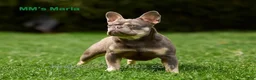 French Bulldog dogs for sale: Cookie - Blue Merle - Ad 11