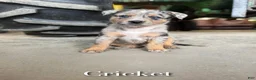 Mixed Breed dogs for sale: Gunner - Ad 9