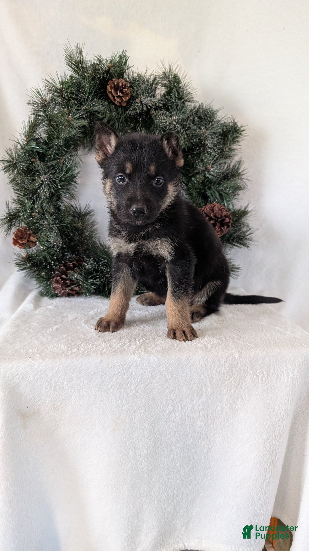 German Shepherd dogs for sale: Jordan  - Ad 1