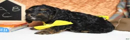 Cockapoo dogs for sale: Ripple  - Ad 5