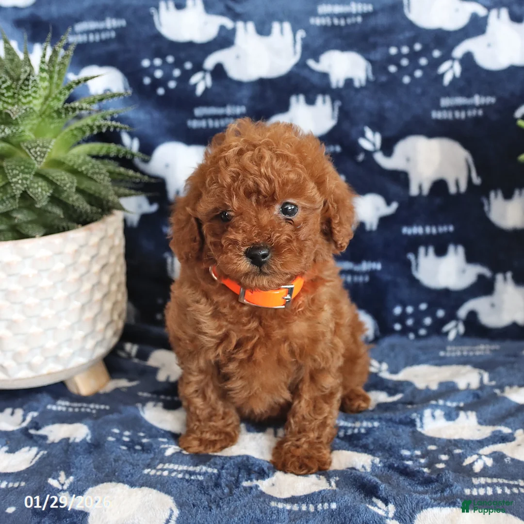 Miniature Poodle dogs for sale: Nevan - Ad 3