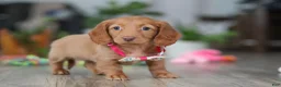 Miniature Dachshund dogs for sale: Lily - Ad 4