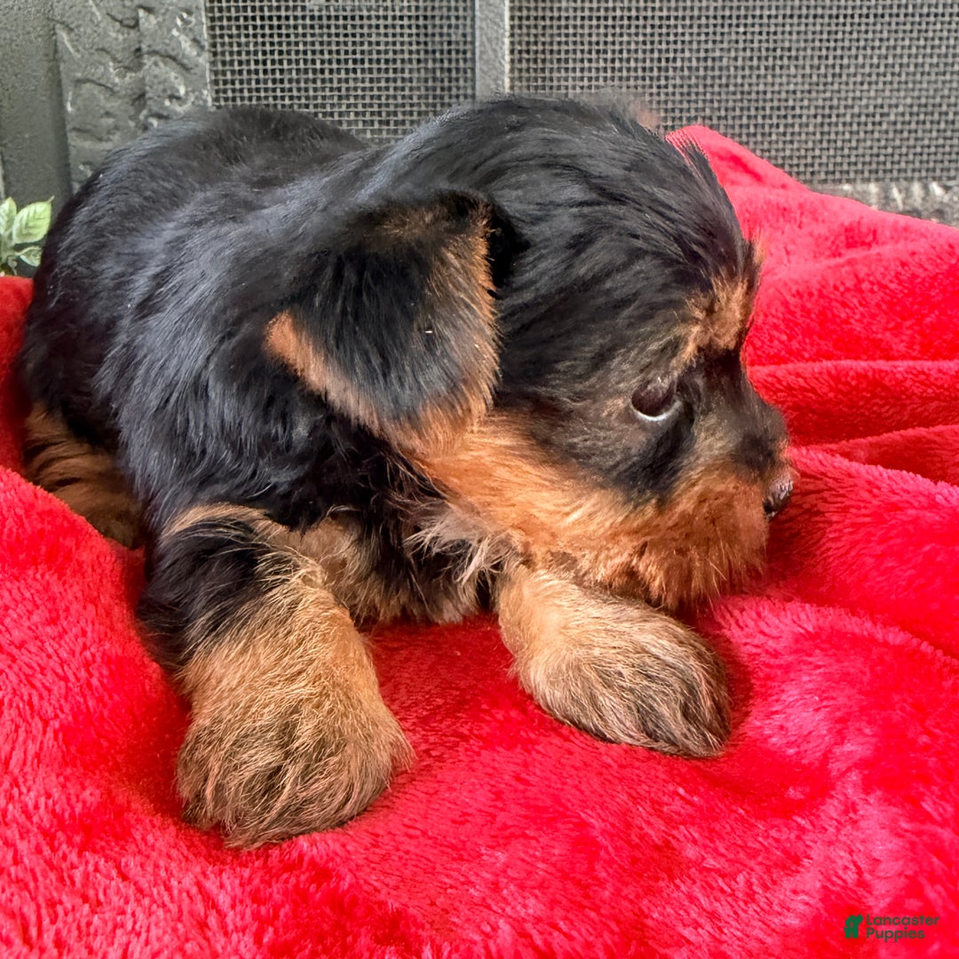 Yorkshire Terrier dogs for sale: Holly - Ad 2
