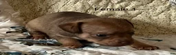 Chiweenie dogs for sale: Chiweenie 5 - Ad 12