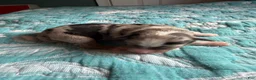 Australian Shepherd dogs for sale: Maverick - Ad 4