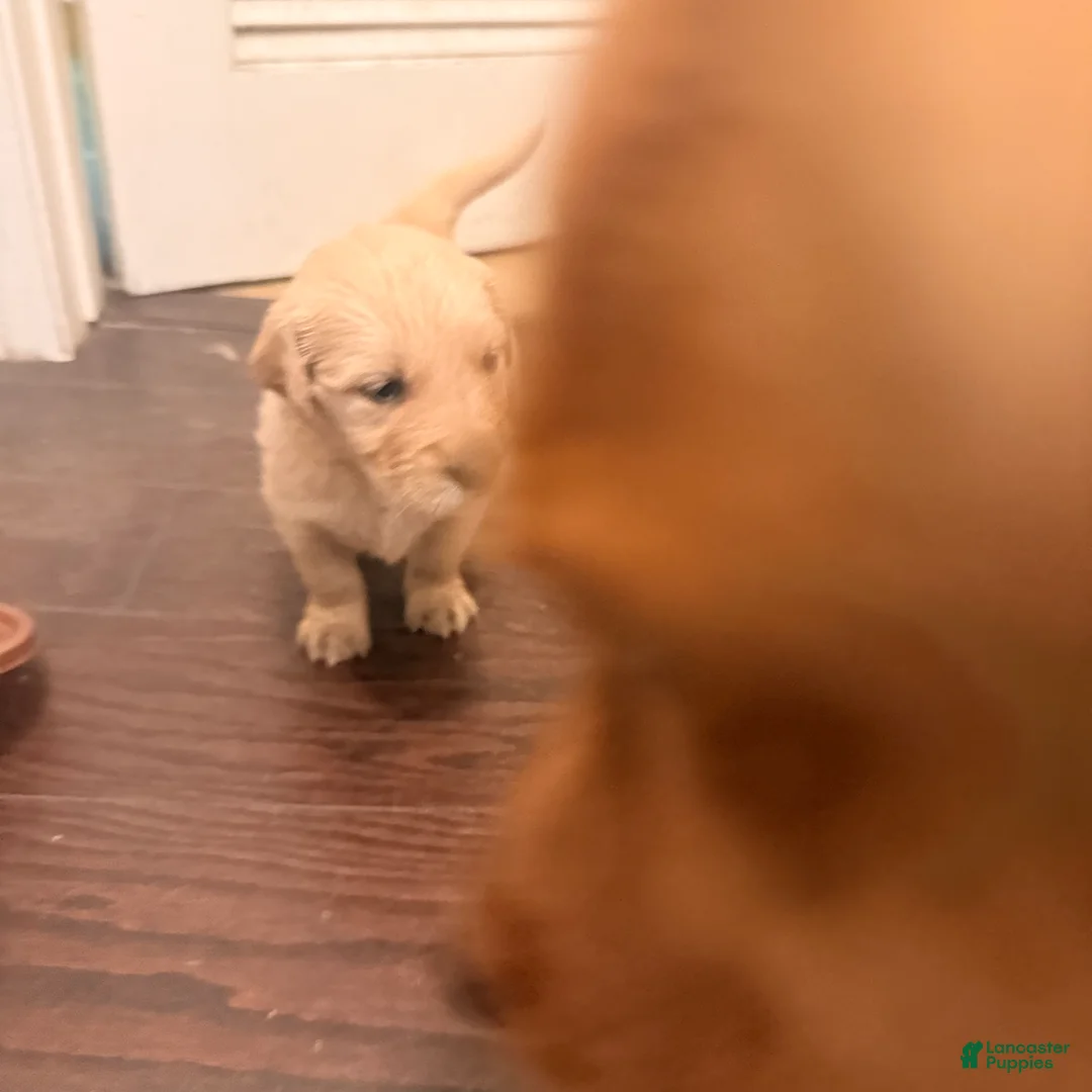 Golden Retriever dogs for sale: Golden Retriever 4 - Ad 2