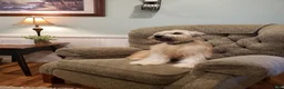 Soft Coated Wheaten Terrier dogs for sale: Betsy - Ad 3