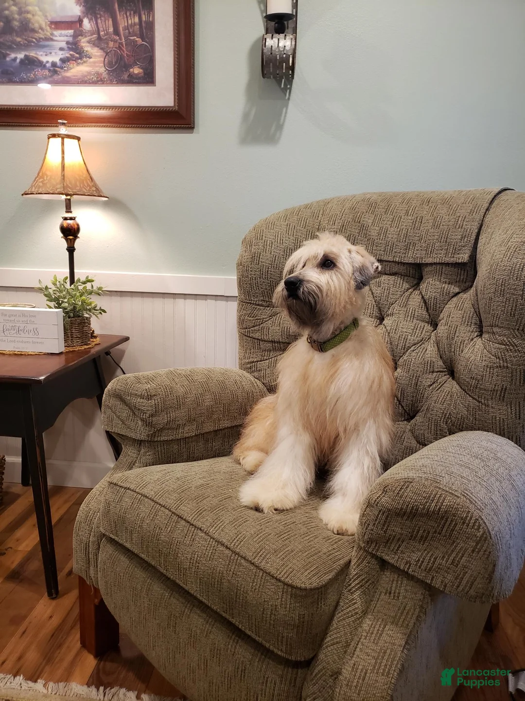 Soft Coated Wheaten Terrier dogs for sale: Betsy - Ad 3