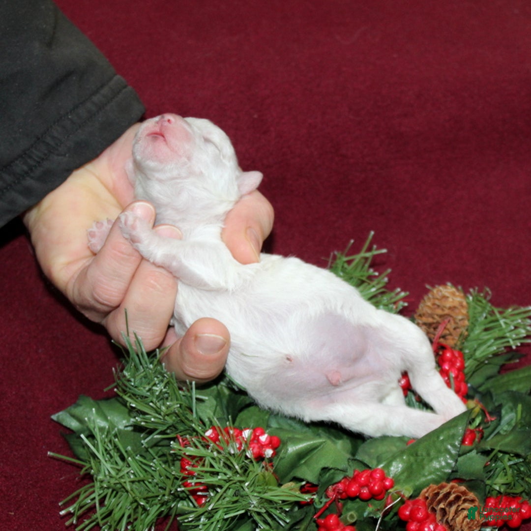 Bichon Frise dogs for sale: Vincent - Ad 3