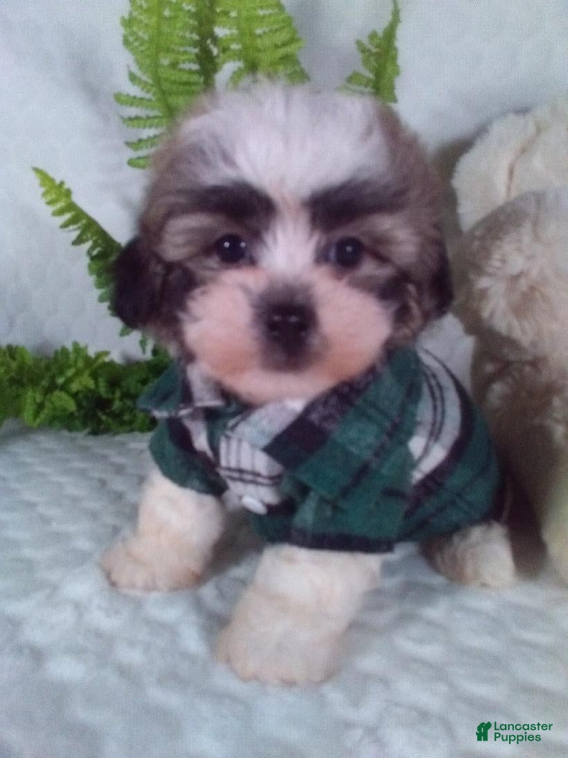 Teddy Bear dogs Chewy - Ad 1